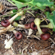 Aristolochia microstoma flowers half-buried in the ground